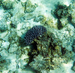 Naklejka na ściany i meble A photo of corals