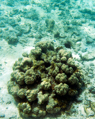 A photo of corals