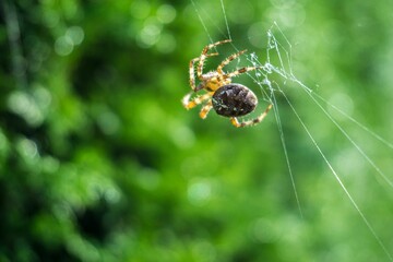 Closeup view of an Angulate orbweavers on a green background