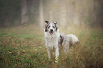 Cute Australian Shepherd in a foggy field