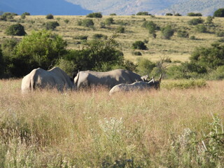 Obraz premium National Parks across South Africa 