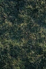 Fototapeta na wymiar Vertical shot of cut grass pile