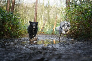 Australian Shepherds running in a park