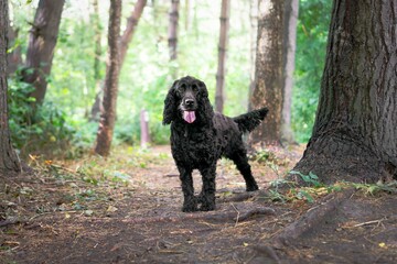 Black Australian Shepherd in a park