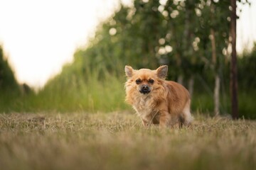 Closeup shot of a cute Chihuahua in a field