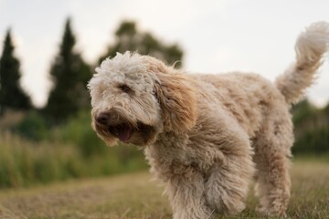Closeup shot of a cute Labradoodle