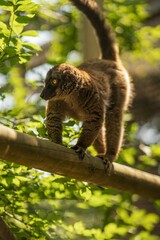 Vertical shot of a cute Common brown lemur on a branch