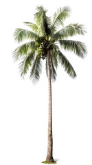 Coconut tree PNG. tall coconut tree isolated on blank background PNG