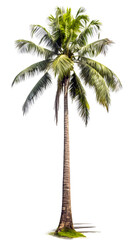 Fototapeta na wymiar Coconut tree PNG. tall coconut tree isolated on blank background PNG