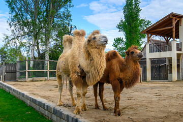 Bactrian camels in Budapest zoo in Hungary that are hairy camel in a pen with long fur winter coat