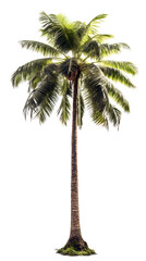 Coconut tree PNG. tall coconut tree isolated on blank background PNG