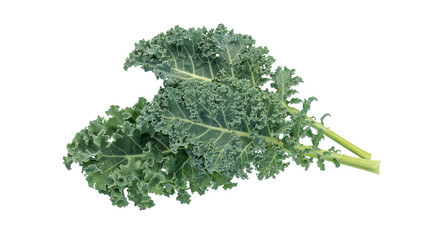 Green curly kale vegetable on a white background.