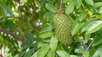 Green soursop fruit hanging on a soursop tree. - 587244025