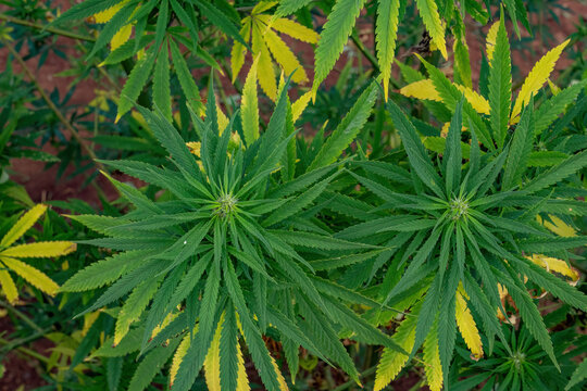 A close-up of the leaves of the dagga or cannabis plant.
