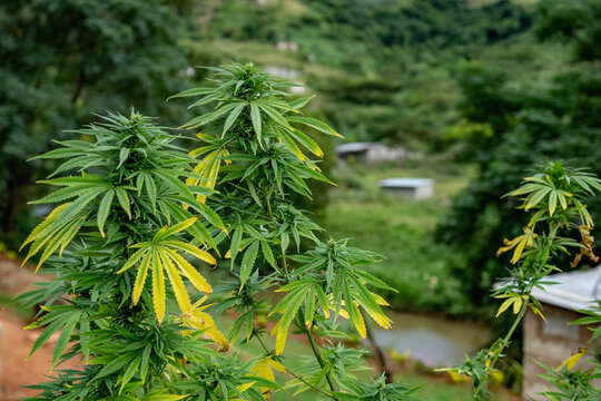 A wild marijuana plant or dagga plant against a blurred background.