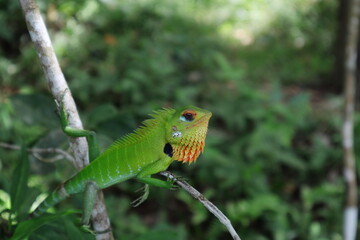 An angry faced Common green forest lizard with the orange color swollen cheeks