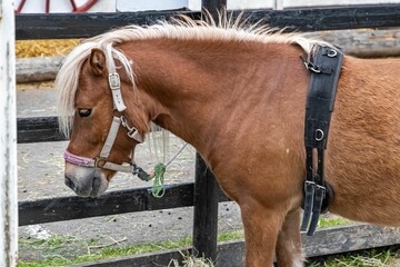 Pony at Ekeberg Oslo Norway
