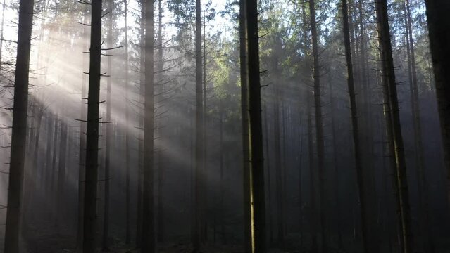 sun rays shine through the morning fog in the forest, drone photography,