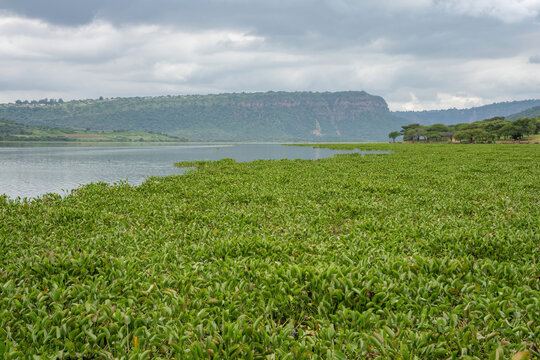 The invasive water hyacinth weed is covering and blocking waterways at Inanda Dam, KwaZulu-Natal.