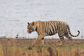 Fototapeta na wymiar A tiger walking near a lake at Tadoba Andhari Tiger Reserve, India