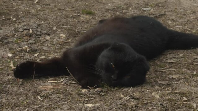  Cat laying on the ground under sunlight and look in camera. Spring mating period.
