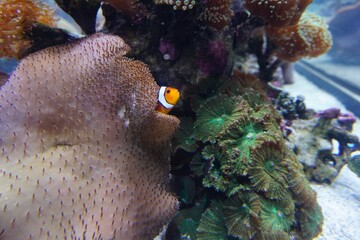 Beautiful small Ocellaris clownfish next to a sea coral