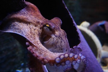 An octopus swimming under the water