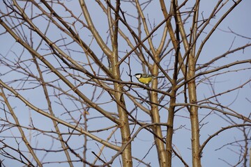 Little Great tit (Parus major) resting on the branches of a naked tree against the blue blurred sky