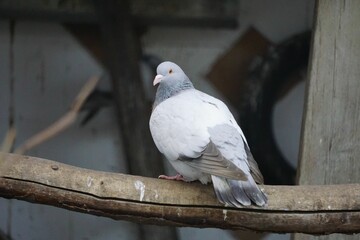 Closeup of a Coburg lark pigeon perching on a tree branch with blurred background