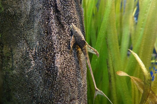 Closeup shot of sturisoma aquarium fish swimming between rocks and green leaves