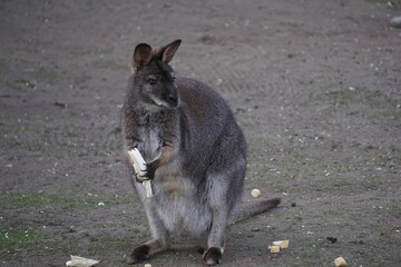 Naklejka na ściany i meble Dark brown kangaroo holding a piece of lettuce and chewing on a field