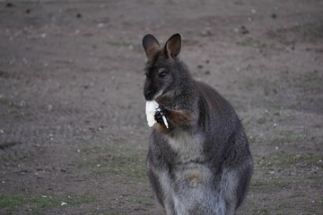 Dark brown kangaroo holding a piece of lettuce and chewing on a field