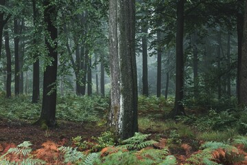 The Trees of the Belgian High Fens