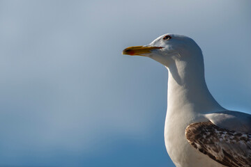 Blue clouds in the background. Close-up photo of seagull.Seagull watching. Seagull portrait.