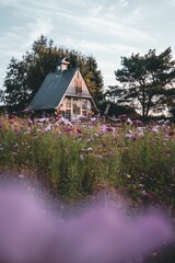 Landscape of The wizard cabin on purple flowers field in the province of Namur, Belgium