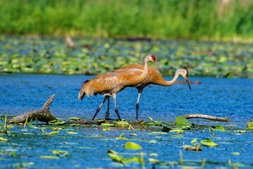 Closeup of sandhill cranes (Antigone canadensis) in a pond against blurred background