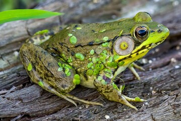 Closeup of a northern green frog (Lithobates clamitans melanota) on a wood with plants on its body