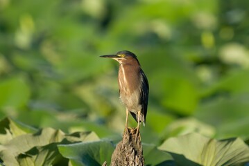 Closeup of a Green Heron (Butorides virescens) perched on a wood against blurred background