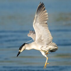 Closeup of a black-crowned night heron (Nycticorax nycticorax) during its flight