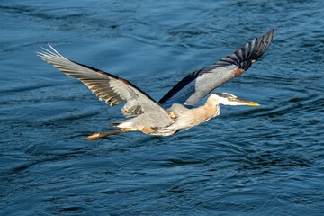 Fototapeta na wymiar Closeup of a great blue heron (Ardea herodias) flying above the water surface