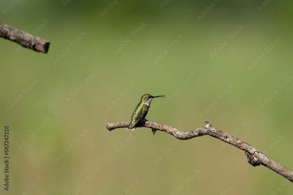 Poster closeup of a ruby-throated hummingbird (archilochus colubris) perched on a branch of a tree