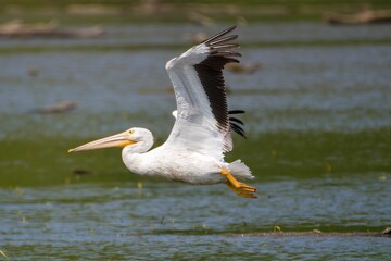 Fototapeta na wymiar Closeup of a American white pelican (Pelecanus erythrorhynchos) in flight over the lake