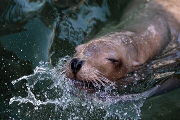 Closeup shot of a wet brown seal swimming in a green pond