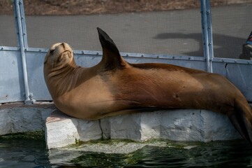 Cute brown seal waving with its flipper near a pond at a zoo © Kristian Sandal/Wirestock Creators