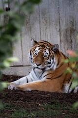 Vertical shot of a beautiful striped orange tiger in a zoo