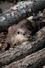 Vertical closeup shot of a wet brown otter near wood logs