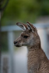 Vertical closeup shot of an Eastern grey kangaroo with a blurry background.