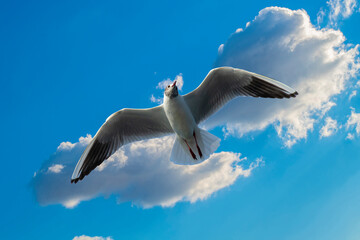 Seagull on blue background.
European herring gull, Larus argentatus. Seagull flying in front of blue clouds.
