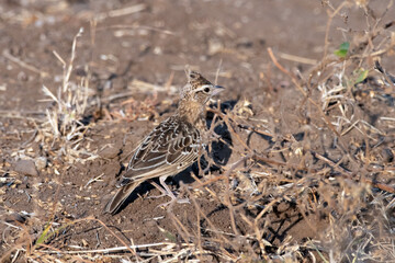 Sykes's lark or Galerida deva observed in Greater Rann of Kutch in Gujarat India