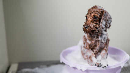 A cute brown mini toy poodle is soaped up in a bowl in a grooming salon.